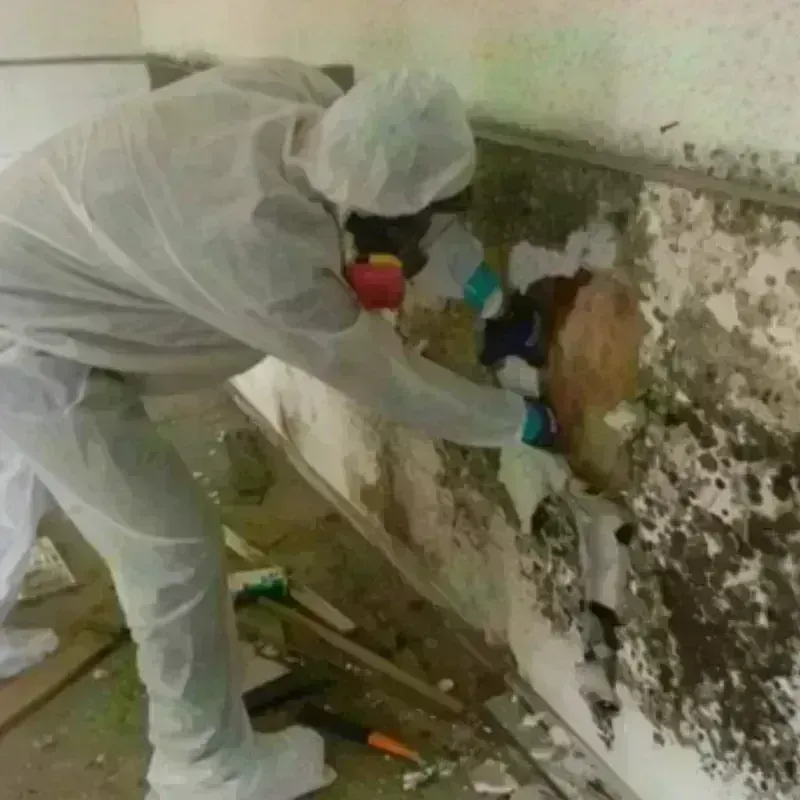 Mold Remediation and Removal in Oxford, AL